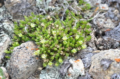 Sabulina stricta