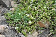 Sabulina stricta
