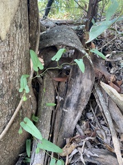 Aristolochia meridionalis
