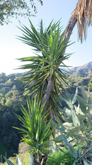 Yucca gigantea