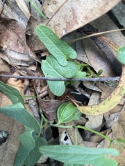 Aristolochia meridionalis