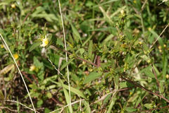 Corchorus siliquosus