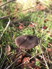 Entoloma sericeum