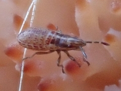 Belonochilus numenius