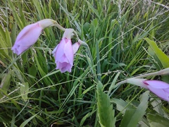 Gladiolus gueinzii