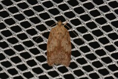 Oligoloba severa