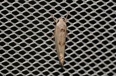 Tymbophora peltastis