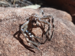 Neosparassus calligaster