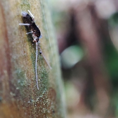 Pogonognathellus longicornis