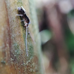 Pogonognathellus longicornis