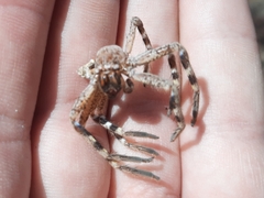 Neosparassus calligaster