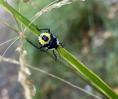 Commius elegans
