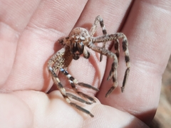 Neosparassus calligaster