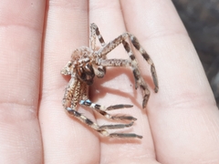 Neosparassus calligaster