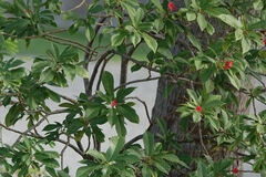 Jatropha integerrima