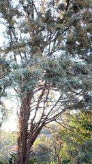 Cupressus lusitanica