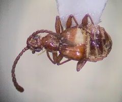 Pselaphinae