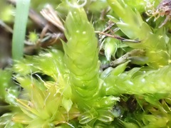 Brachythecium albicans