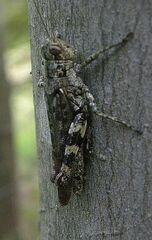 Melanoplus punctulatus