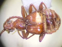 Pselaphinae