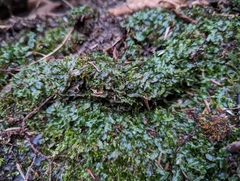 Pallavicinia lyellii