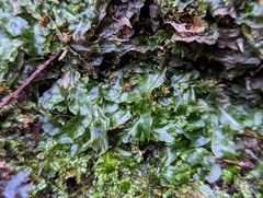Pallavicinia lyellii