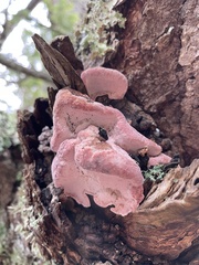 Leptoporus mollis