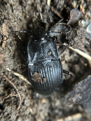 Dicaelus dilatatus