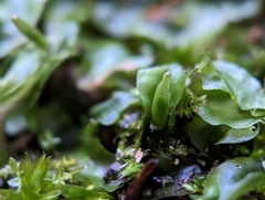 Pallavicinia lyellii