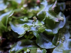 Pallavicinia lyellii