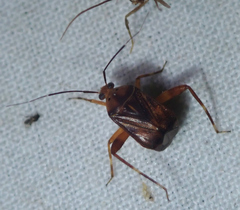 Taedia