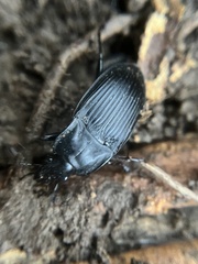 Dicaelus dilatatus