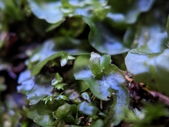 Pallavicinia lyellii