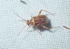 Taedia