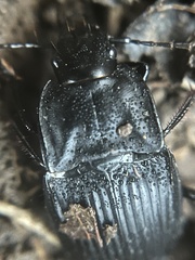 Dicaelus dilatatus