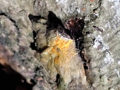 Hypomyces aurantius