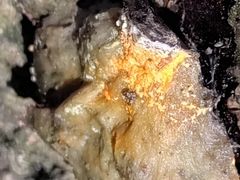 Hypomyces aurantius