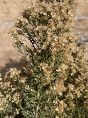 Baccharis sergiloides