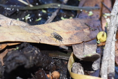 Anthomyia punctipennis
