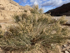 Baccharis sergiloides