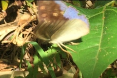 Tanaecia iapis puseda