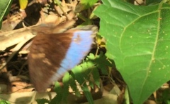 Tanaecia iapis puseda