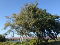 Ulmus parvifolia