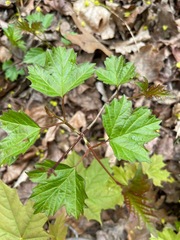 Viburnum acerifolium