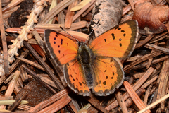 Lycaena cupreus