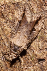 Atomotricha isogama