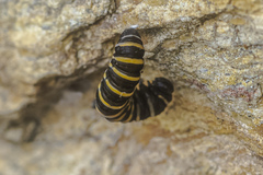 Methona themisto themisto