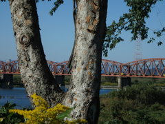 Ulmus parvifolia