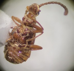 Pselaphinae