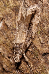 Atomotricha isogama